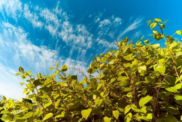 Japanese knotweed