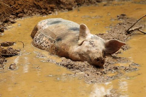 a pig lying in mud