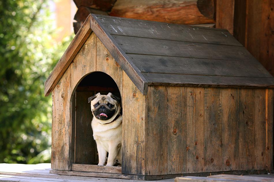 Image of a pug in a sheltered dog bed
