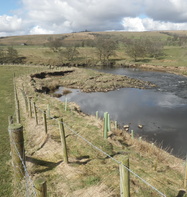 Rede Broomhope Planting